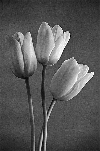 Three French Tulips