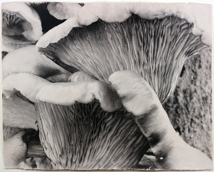 "Tree Fungus" By Susan Abrams. A Selenium toned silver print on artist made paper. Black and White, Photograph, Nature, Close-up. The Print Center