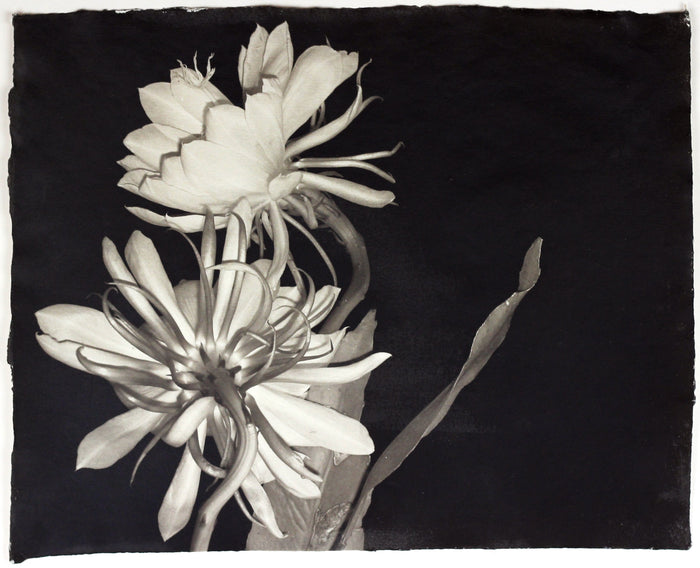 "Untitled" By Susan Abrams. A Selenium toned silver print on artist made paper. Black and White, Photograph, Nature, Close-up, Flower. The Print Center