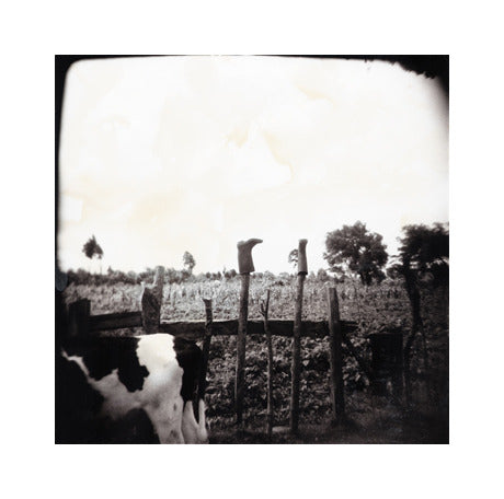 Boots Julia Blaukopf Gelatin Silver Print Cow Landscapes Made in Philadelphia Photography 
