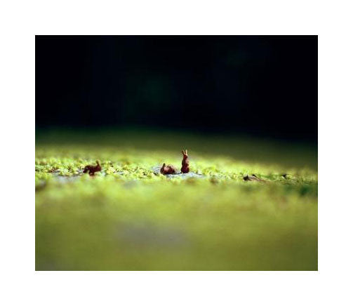 Chocolate Bunnies Susan Arthur Witson Inkjet Print photography the print center still life miniatures green landscape 