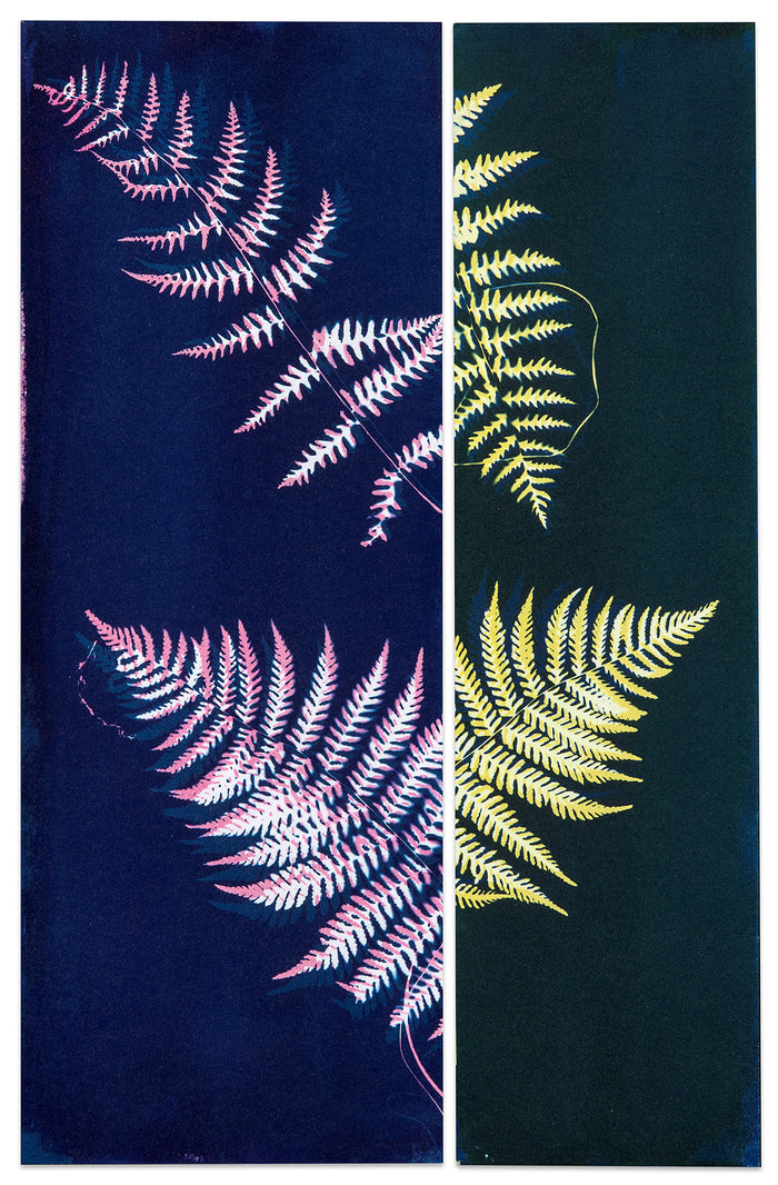 Not a Fern