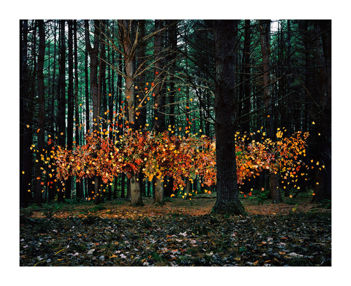 Leaves #1 Thomas Jackson Inkjet Print personified objects nature leaves dancing red and yellow green forest nature environmentalist art 