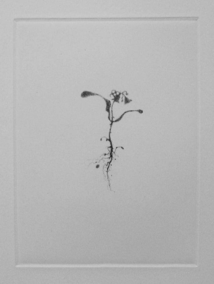 Shadow I Lars Nyberg Intaglio flower weed stem roots portrait figurative nature 