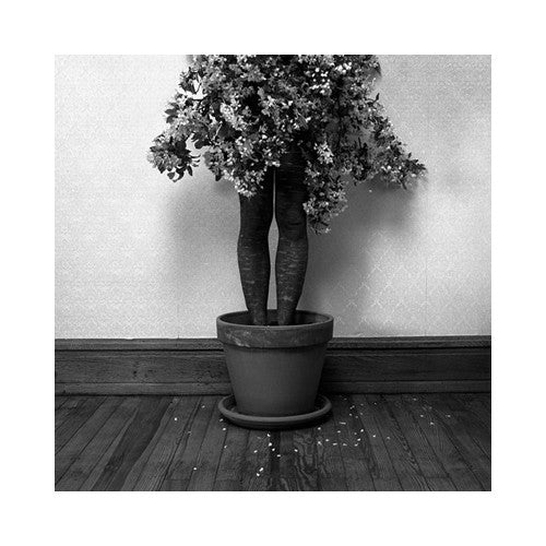 Potted Gelatin Silver Print Keith Sharp the print center black and white photography figurative plant 