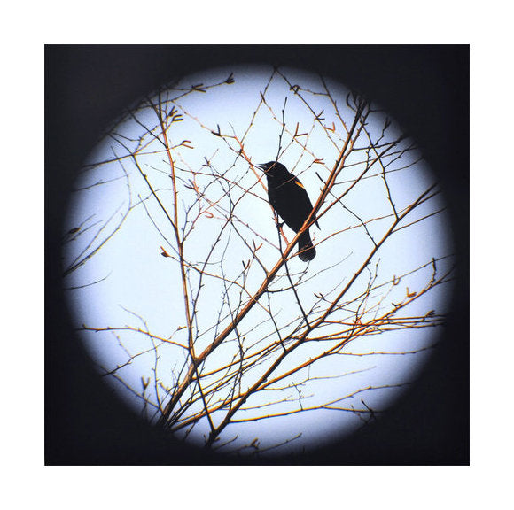Redwinged Blackbird Tree Jeannie Pearce Inkjet Print made in Philadelphia vignette bird branches 